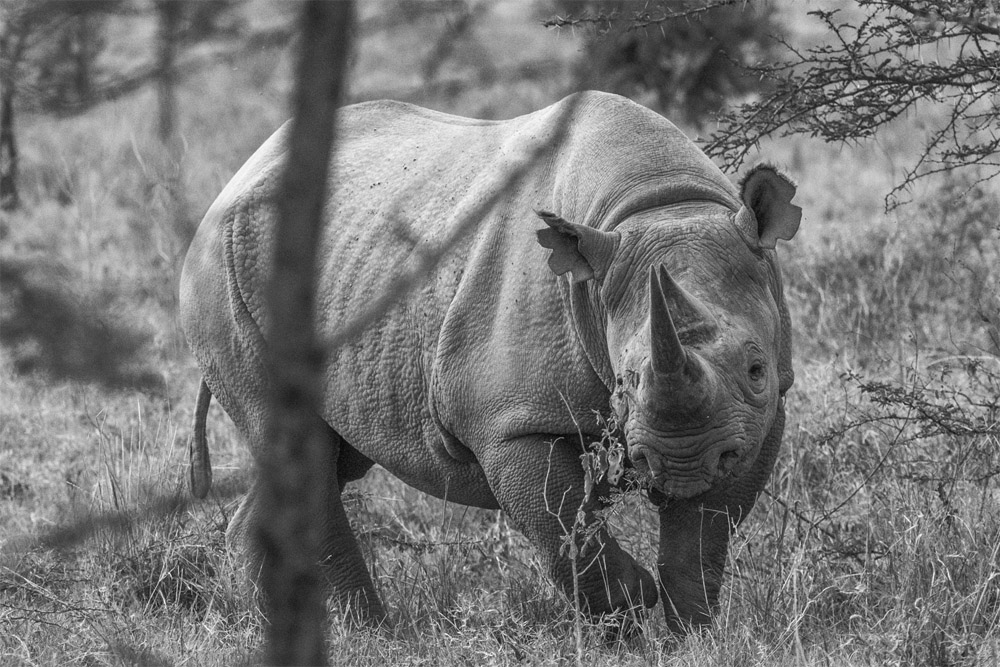 fotografias de rinocerontes de kenya eriuphoto.com fotografo de san sebastian donostia