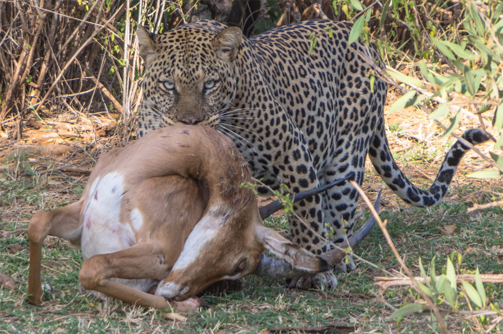 guepardo cazando a impala en kenya eriuphoto.com fotografo donostia san sebastian
